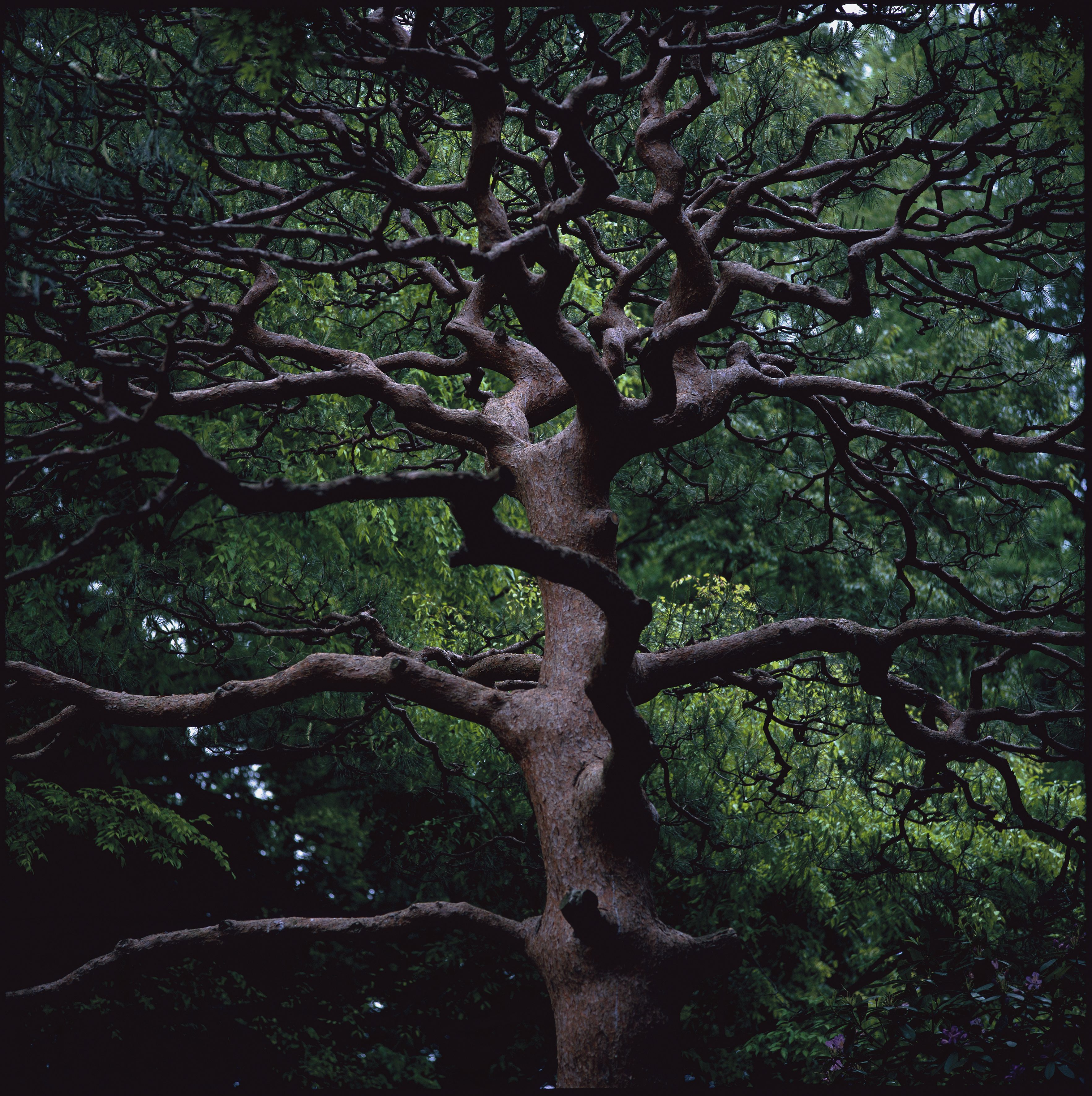 Nos amis, nos frères  les arbres, à la Fondation Cartier à Paris