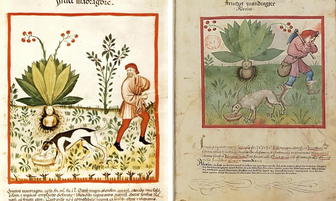 Soigner avec les plantes selon les lois naturelles chez Hildegarde de Bingen