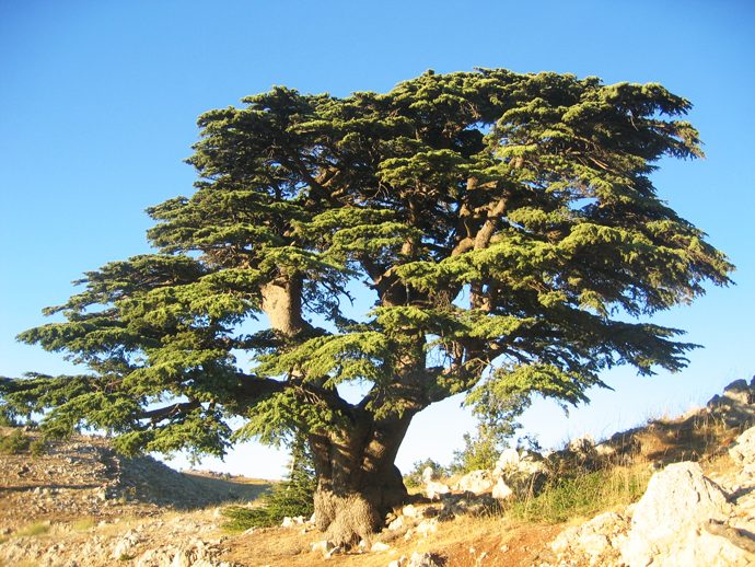 Les sermons du franciscain saint Bonaventure – l’Arbre de Vie, mé...